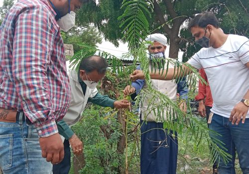 plant checking